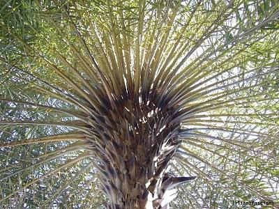 Expresiones silenciosas