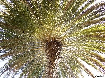 Expresiones silenciosas