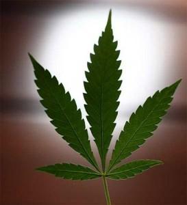 La Marihuana Ayuda a Los Enfermos De Cancer a Saborear La Comida