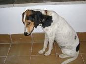 (sevilla alegria, meses jaula.