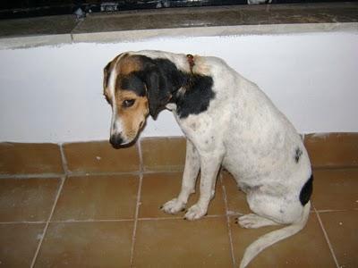 (SEVILLA ) ALEGRIA, 6 MESES EN UNA JAULA.