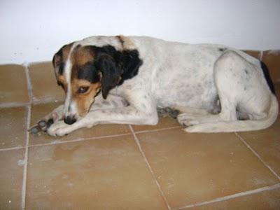 (SEVILLA ) ALEGRIA, 6 MESES EN UNA JAULA.