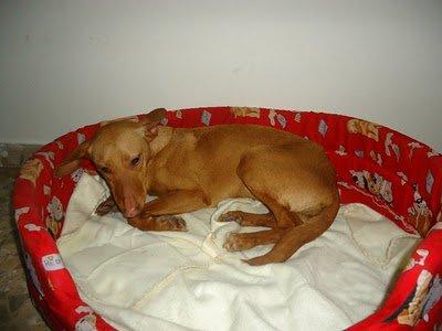 Ayuda para podenquita mini, encontrada muerta de miedo en la calle. Valencia.