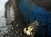 efecto mariposa...