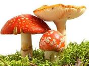 Hongos: Frutos invisibles