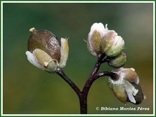 Erophila verna: la más pequeña y temprana de la primavera