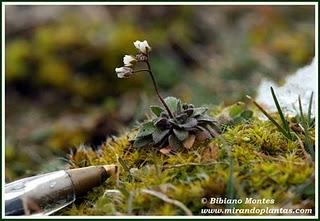 Erophila verna: la más pequeña y temprana de la primavera