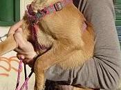 ¡¡urgente!!!, mili, perrita cachorra perdida robada. (murcia)