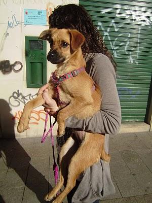 ¡¡URGENTE!!!, MILI, PERRITA CACHORRA PERDIDA O ROBADA. (MURCIA)