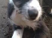 ObiWan, precioso cachorro adopción (Murcia)