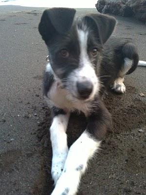 ObiWan, precioso cachorro en adopción (Murcia)