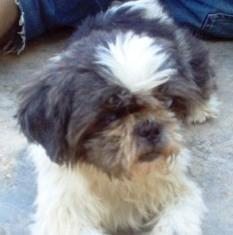 Este cruce de tzitxu es un abuelito que busca una familia muy especial.