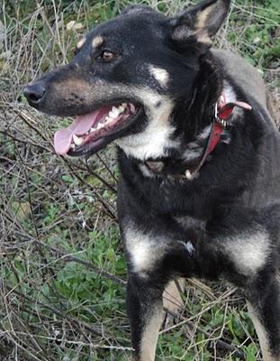 A DORA LA DEJARON ATADA EN UN ALMACEN ABANDONADO Y SE OLVIDARON DE ELLA. ALCAUDETE- JAÉN