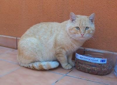 Rubio, gato casero abandonado (Murcia)