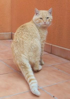 Rubio, gato casero abandonado (Murcia)