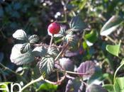 Rosa sempervirens hábitat