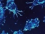 antiobiótico contra cáncer