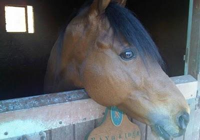 El caballo que Gadafi regaló a Aznar y las armas que España vendió a Trípoli.