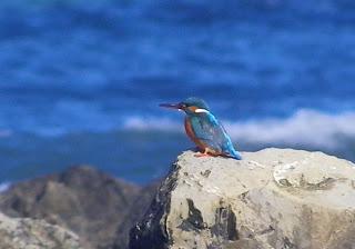 Queda el martín pescador