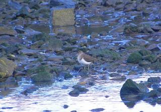 Queda el martín pescador