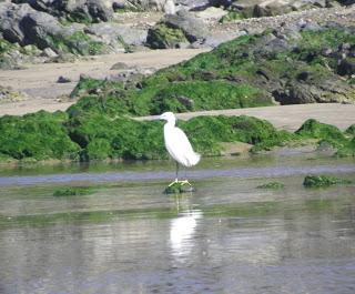 Queda el martín pescador