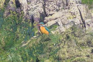 Queda el martín pescador