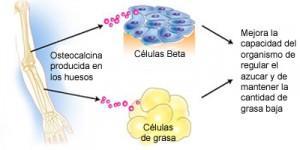 huesos_endocrinos Descubierta una conexión entre una hormona de los huesos y la fertilidad del hombre