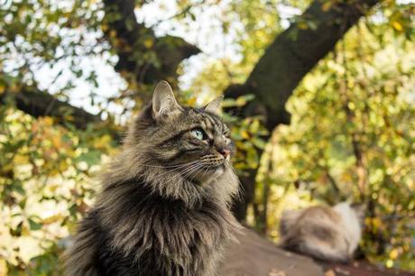 ¿Dónde fue a dormir mi estrella? ¿Dónde fue a dormir mi estrella?