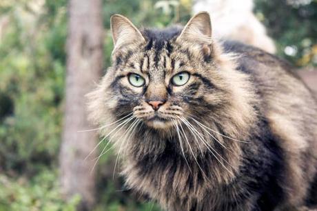 ¿Dónde fue a dormir mi estrella? ¿Dónde fue a dormir mi estrella?