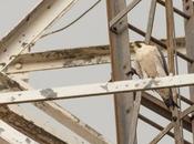 Halcón peregrino (Peregrine Falcon) Falco peregrinus