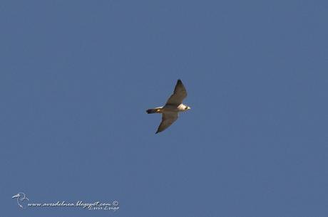 Halcón peregrino (Peregrine Falcon) Falco peregrinus