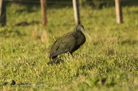 Tapicurú (Green Ibis) Mesembrinibis cayennensis