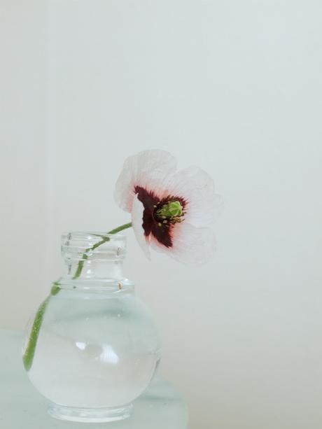 ya llegó, la primavera... ya llegó, la primavera...