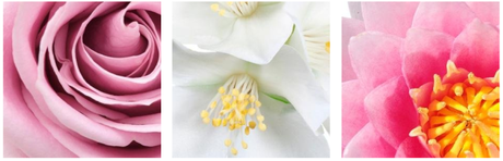 Novedades en L’Oreal: gama Flores Delicadas captura-de-pantalla-2017-03-19-a-las-13-57-30