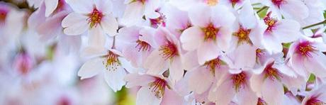 astenia-primaveral-620x200-30012014-620x200