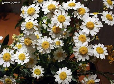 Primer día de primavera