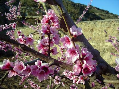 Primer día de primavera