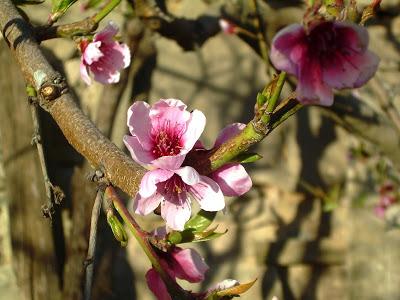 Primer día de primavera