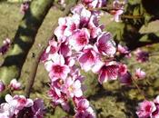 Primer primavera
