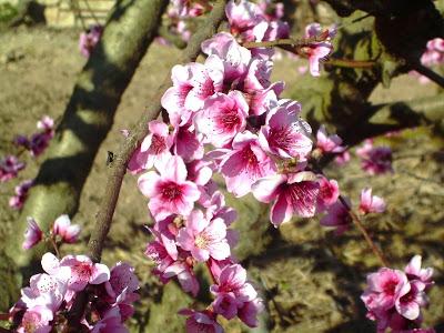 Primer día de primavera