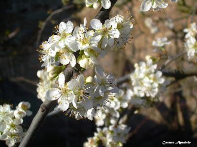 Primer día de primavera
