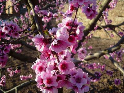 Primer día de primavera