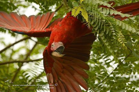Guacamayo rojo (Green-winged Macaw) Ara chloropterus