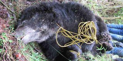 ASESINAN VILMENTE A UN OSO DE ANTEOJOS EN CHINGAZA COLOMBIA