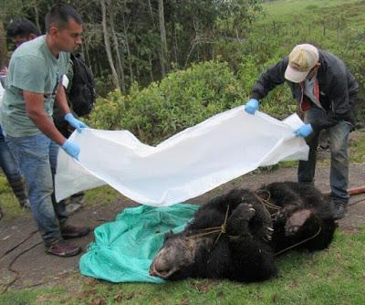 ASESINAN VILMENTE A UN OSO DE ANTEOJOS EN CHINGAZA COLOMBIA