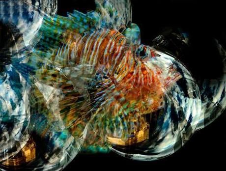 Pesce Volante al Premio Arte Novara