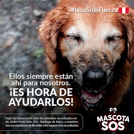 ¿Cómo y dónde ayudar a los afectados por los huaicos en el norte de Perú?