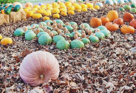 Halloween otoñal - Jardín Botánico Atlántico