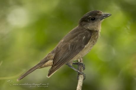 Anambé grande (Crested Becard) Pachyramphus validus