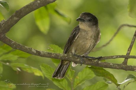 Anambé grande (Crested Becard) Pachyramphus validus